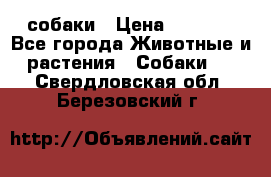 собаки › Цена ­ 2 500 - Все города Животные и растения » Собаки   . Свердловская обл.,Березовский г.